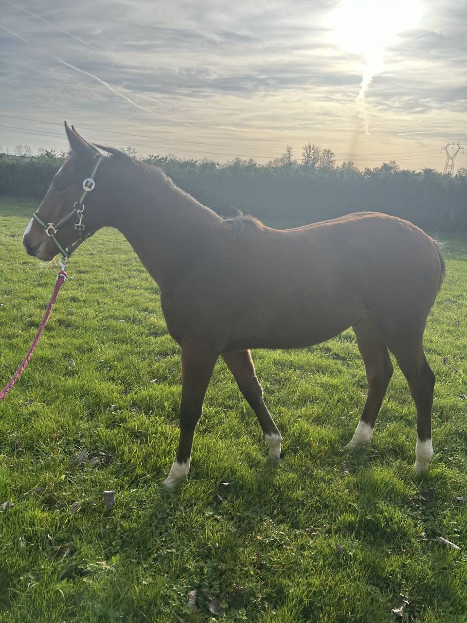 Magnifique poulain par Cannabis d&rsquo;Albain