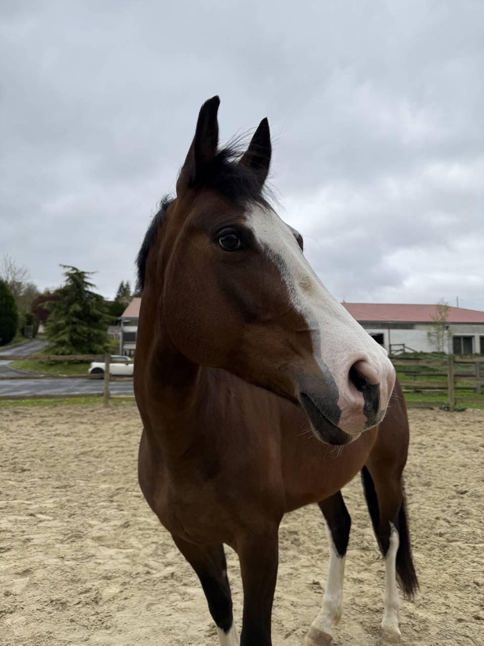 Lady, jument de 5 ans 