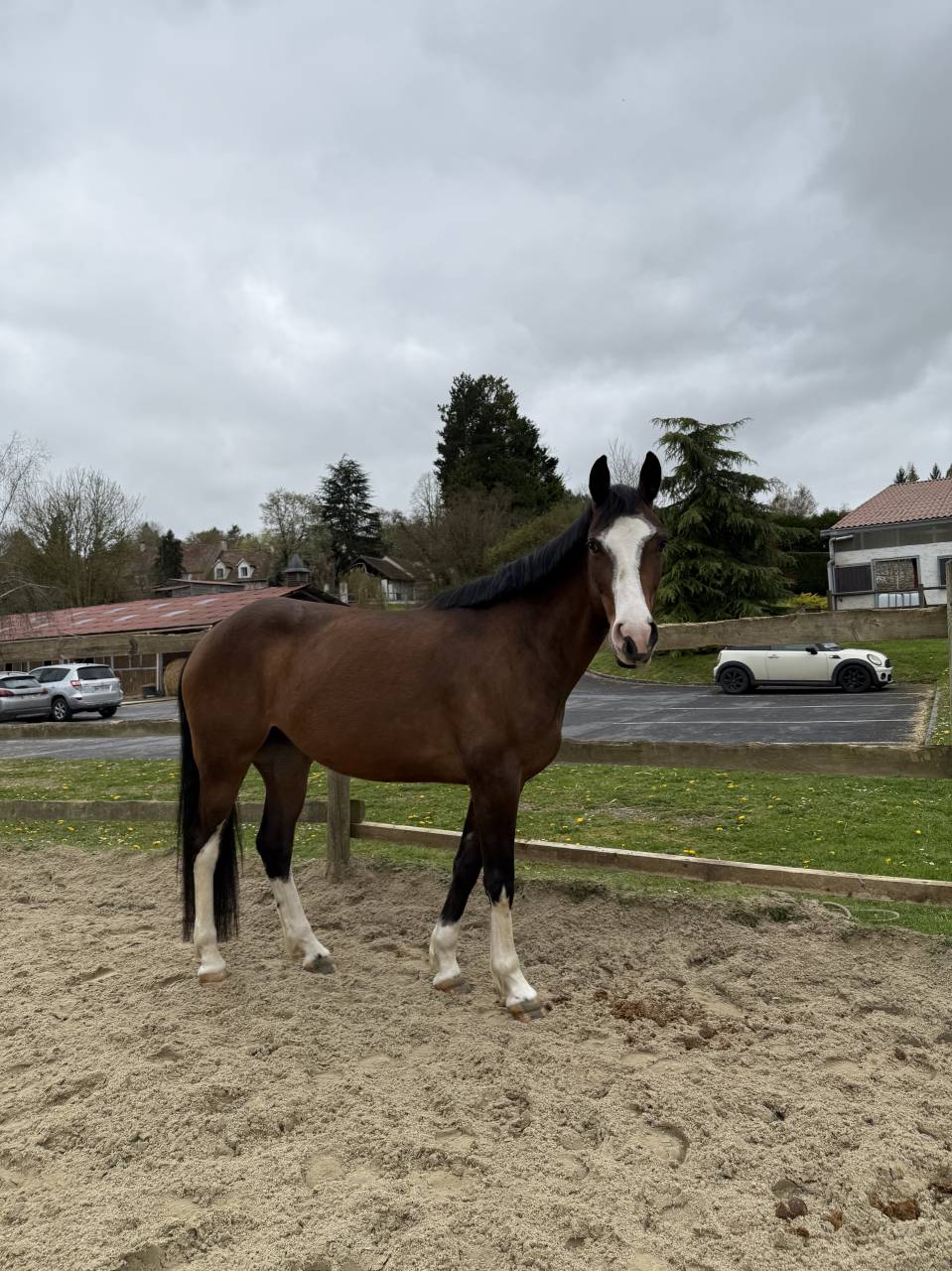 Lady, jument de 5 ans 