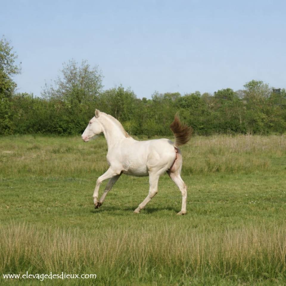 Pouliche 1 An PP Race Cr&egrave;me de robe Cr&egrave;me .