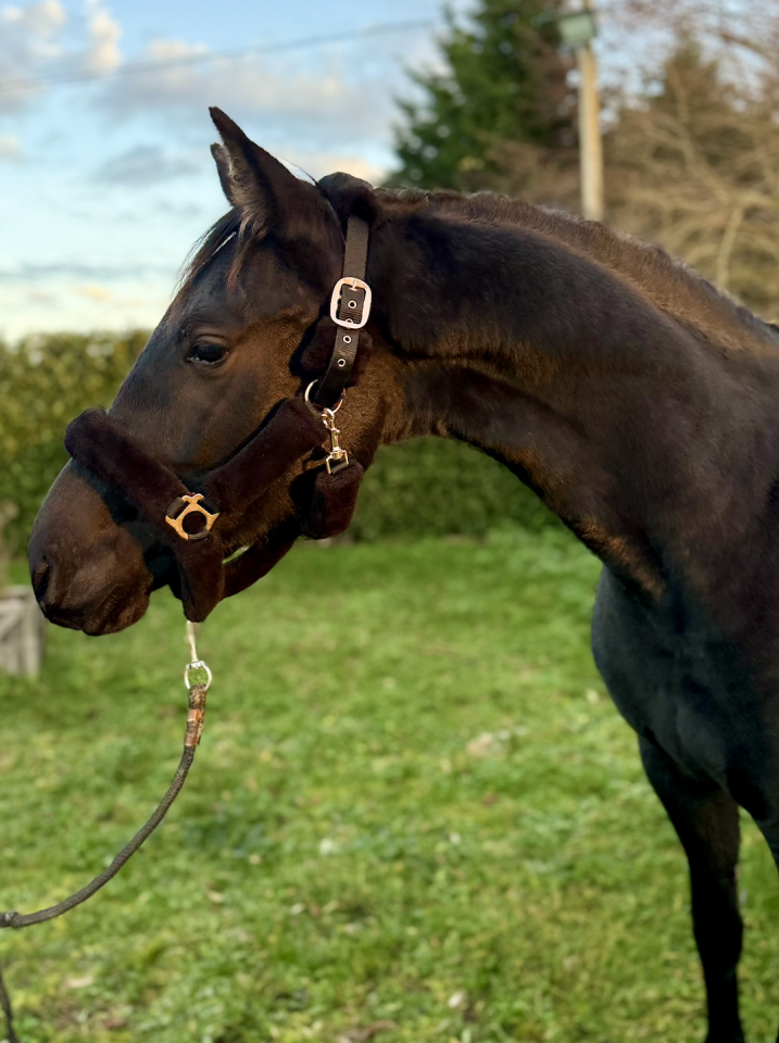 Jument de dressage &agrave; vendre