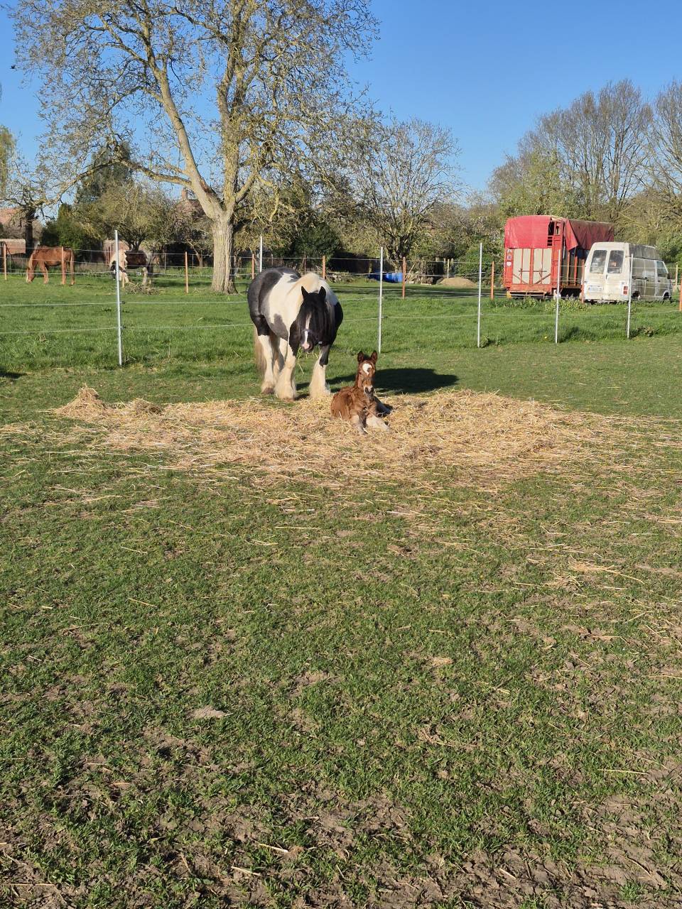 MAGNIFIQUE POULAIN D par frenchcornet d&rsquo;odival PFS par 