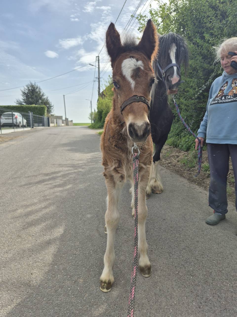 MAGNIFIQUE POULAIN D par frenchcornet d&rsquo;odival PFS par 
