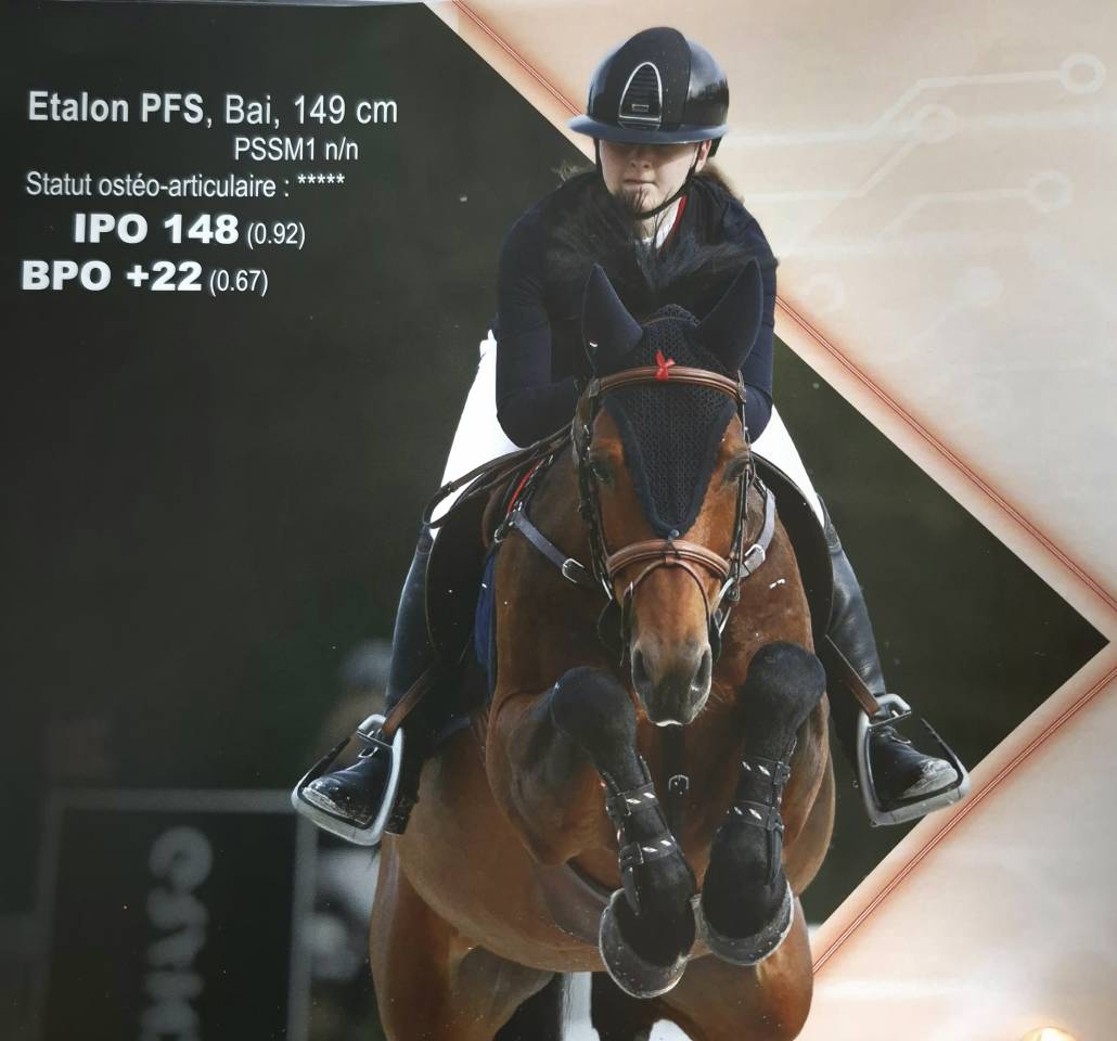 MAGNIFIQUE POULAIN D par frenchcornet d&rsquo;odival PFS par 