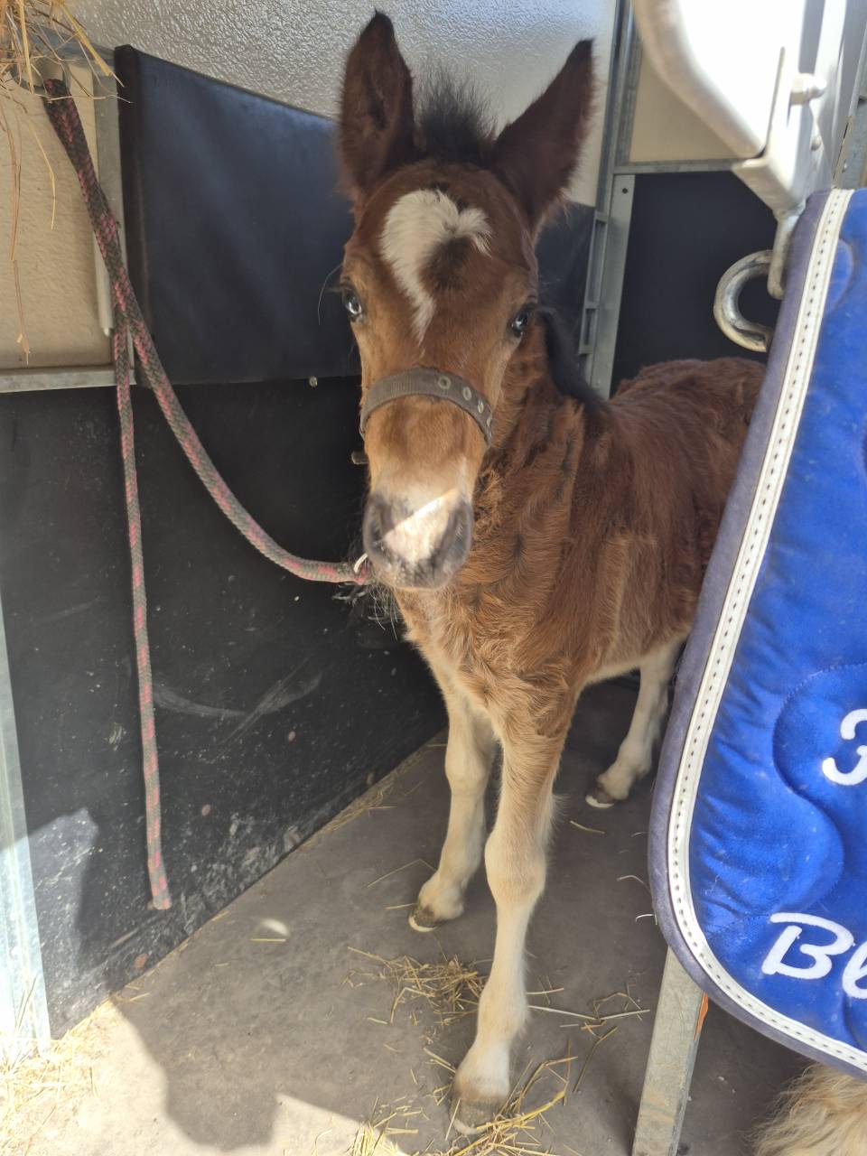 MAGNIFIQUE POULAIN D par frenchcornet d&rsquo;odival PFS par 