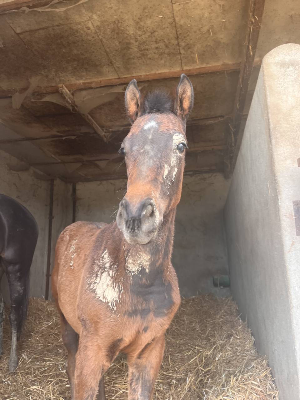 Recherche agent d&rsquo;&eacute;curie (H/F) &ndash; &Eacute;levage Pur-Sang (71)