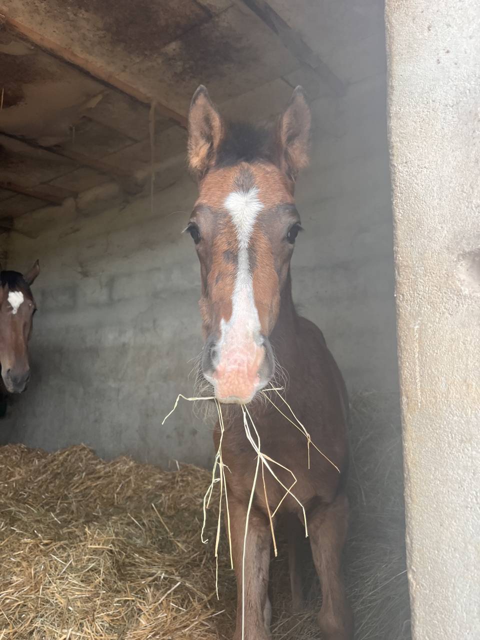 Recherche agent d&rsquo;&eacute;curie (H/F) &ndash; &Eacute;levage Pur-Sang (71)