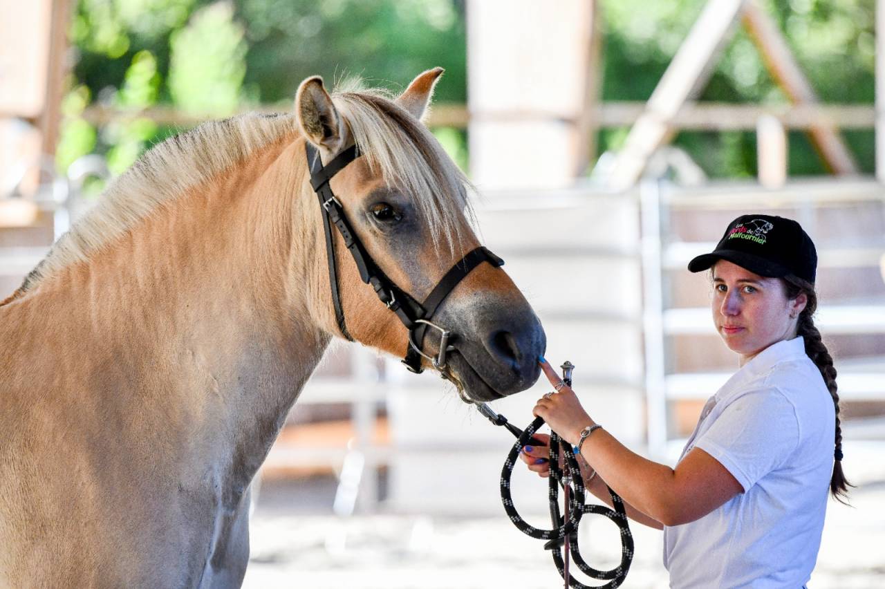 Jument - Fjord - 4 ans - Dressage / Loisir - France
