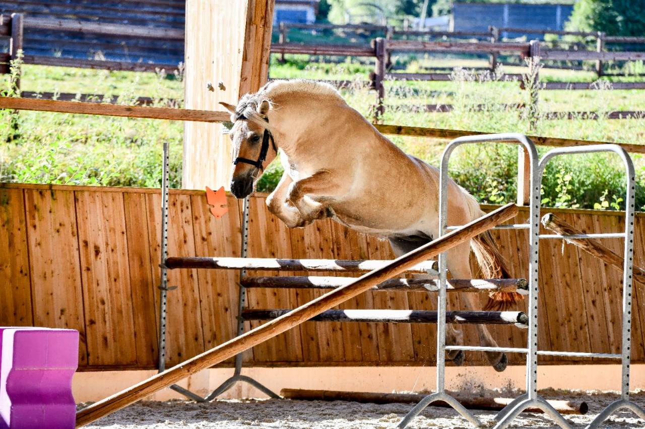 Jument - Fjord - 4 ans - Dressage / Loisir - France
