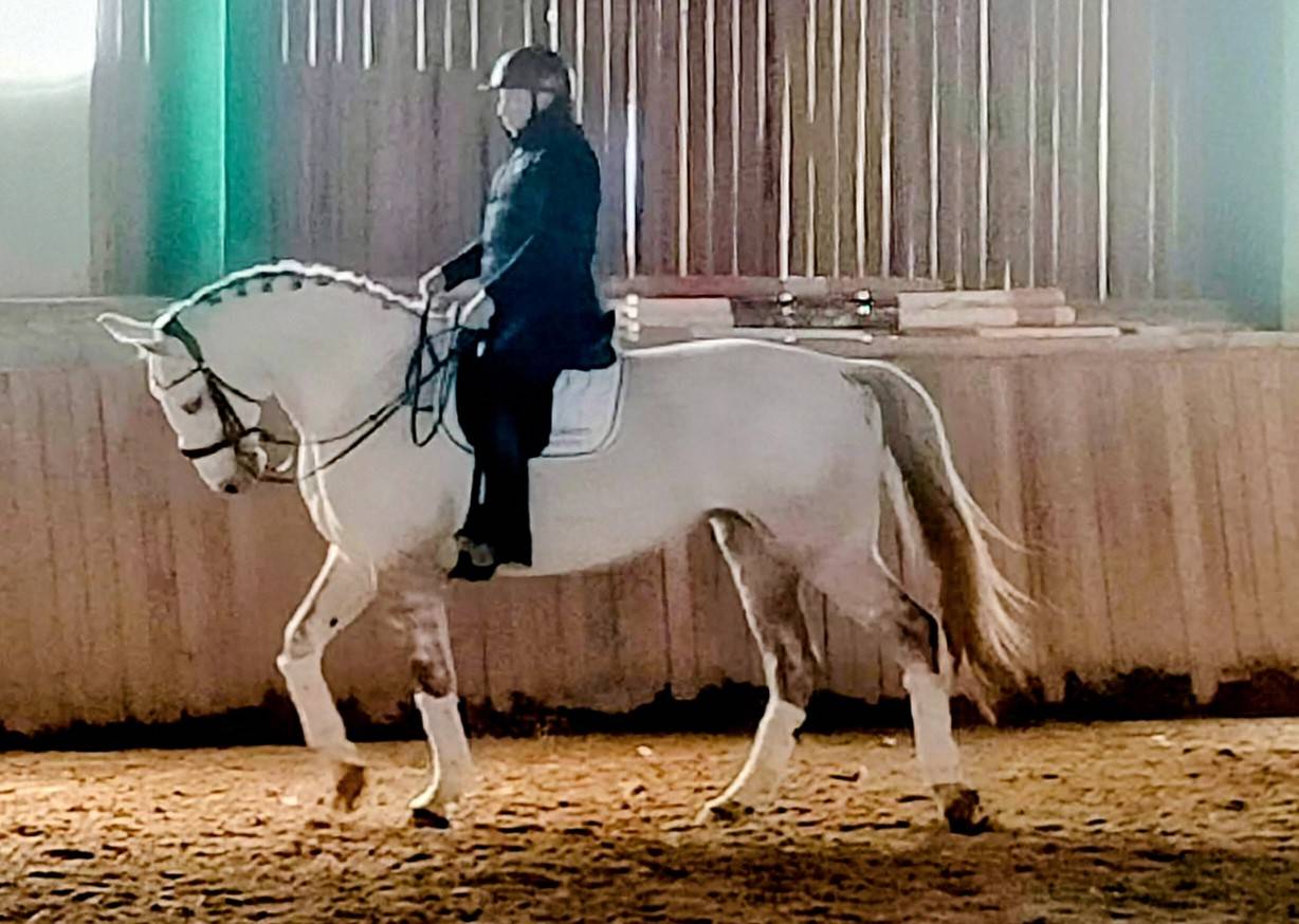 Jument lusitanienne/allemande 