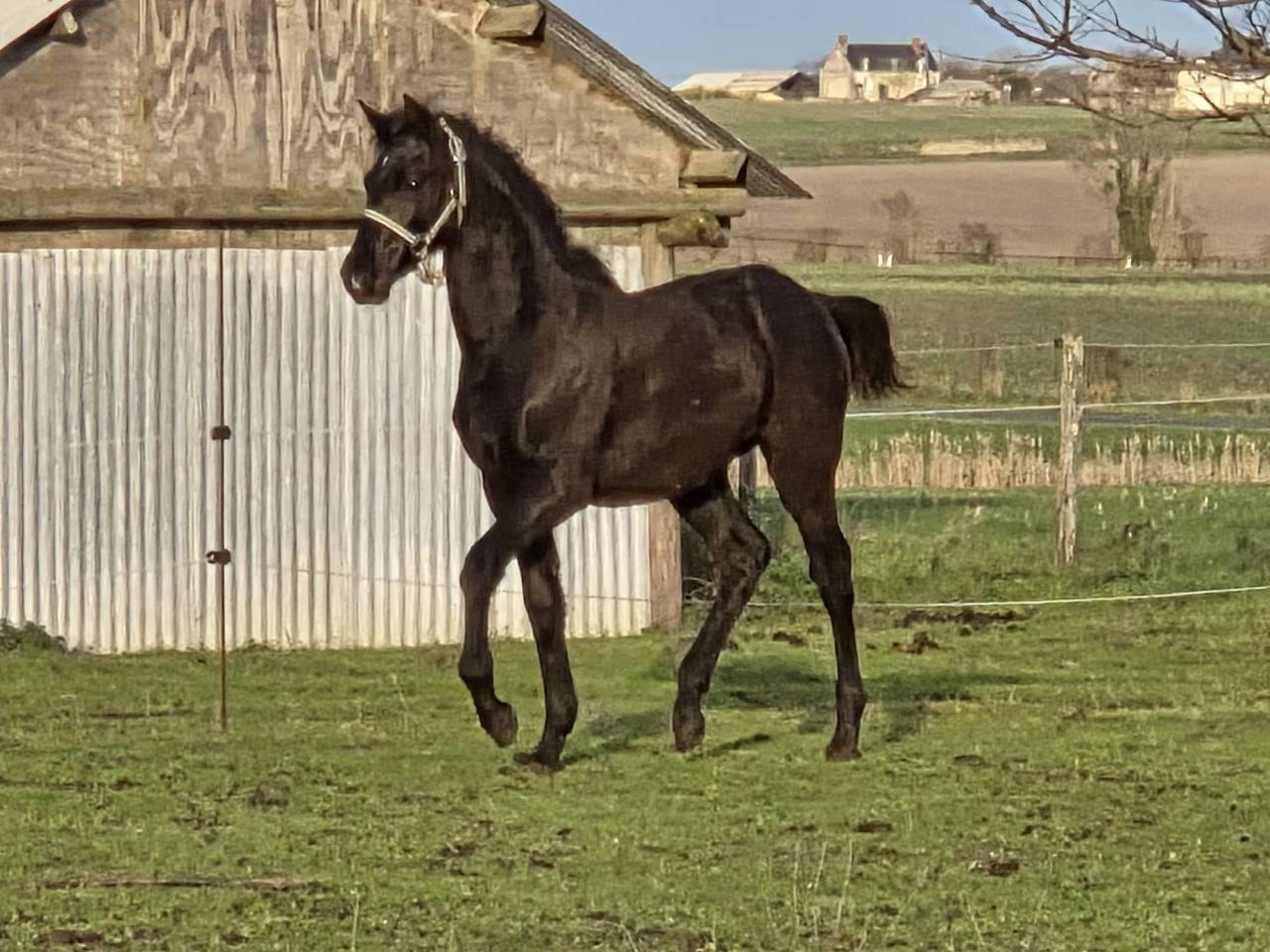 Poulain m&acirc;le OC Zangersheide / P.R.E. 2025