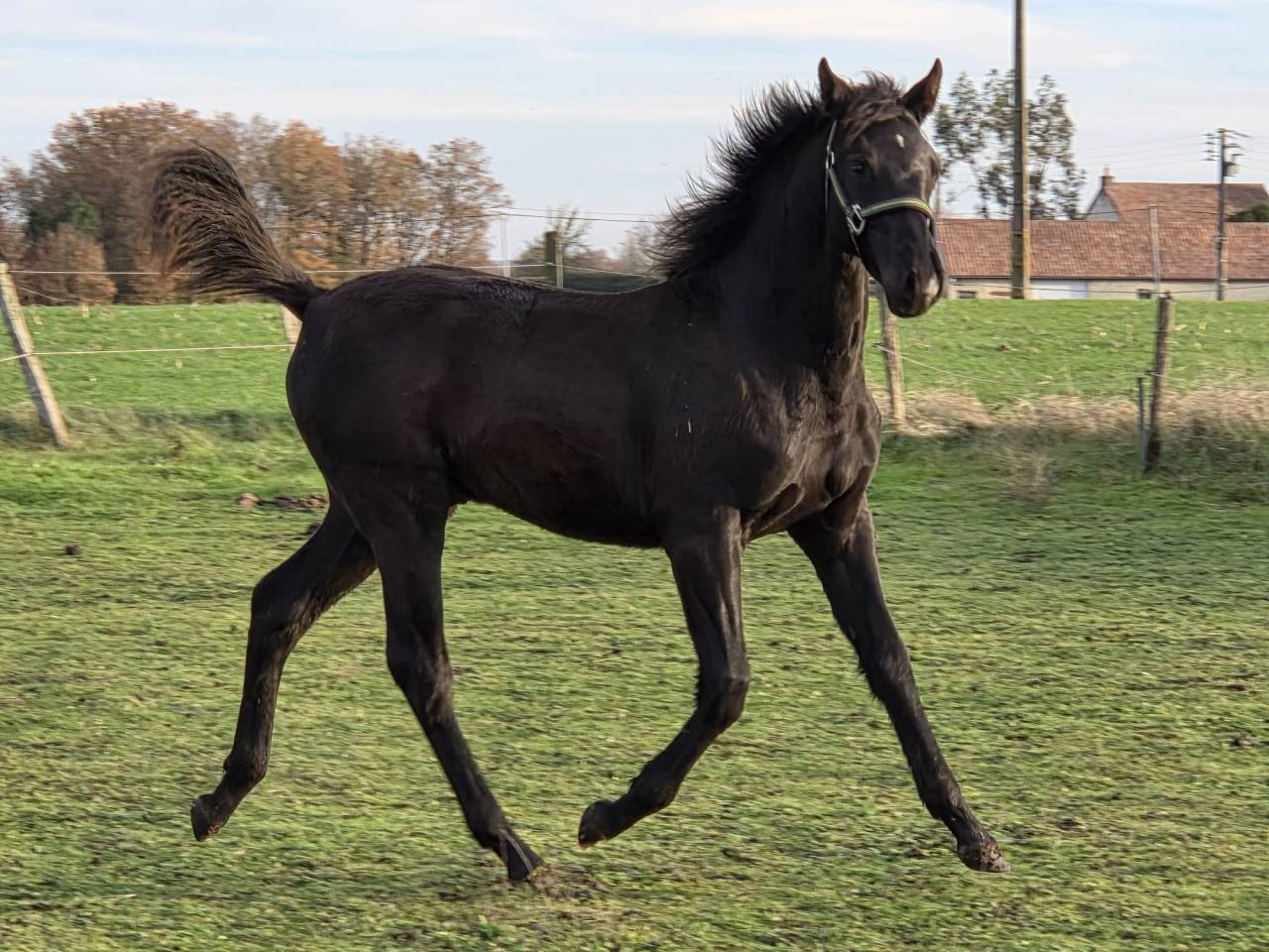 Poulain m&acirc;le OC Zangersheide / P.R.E. 2025