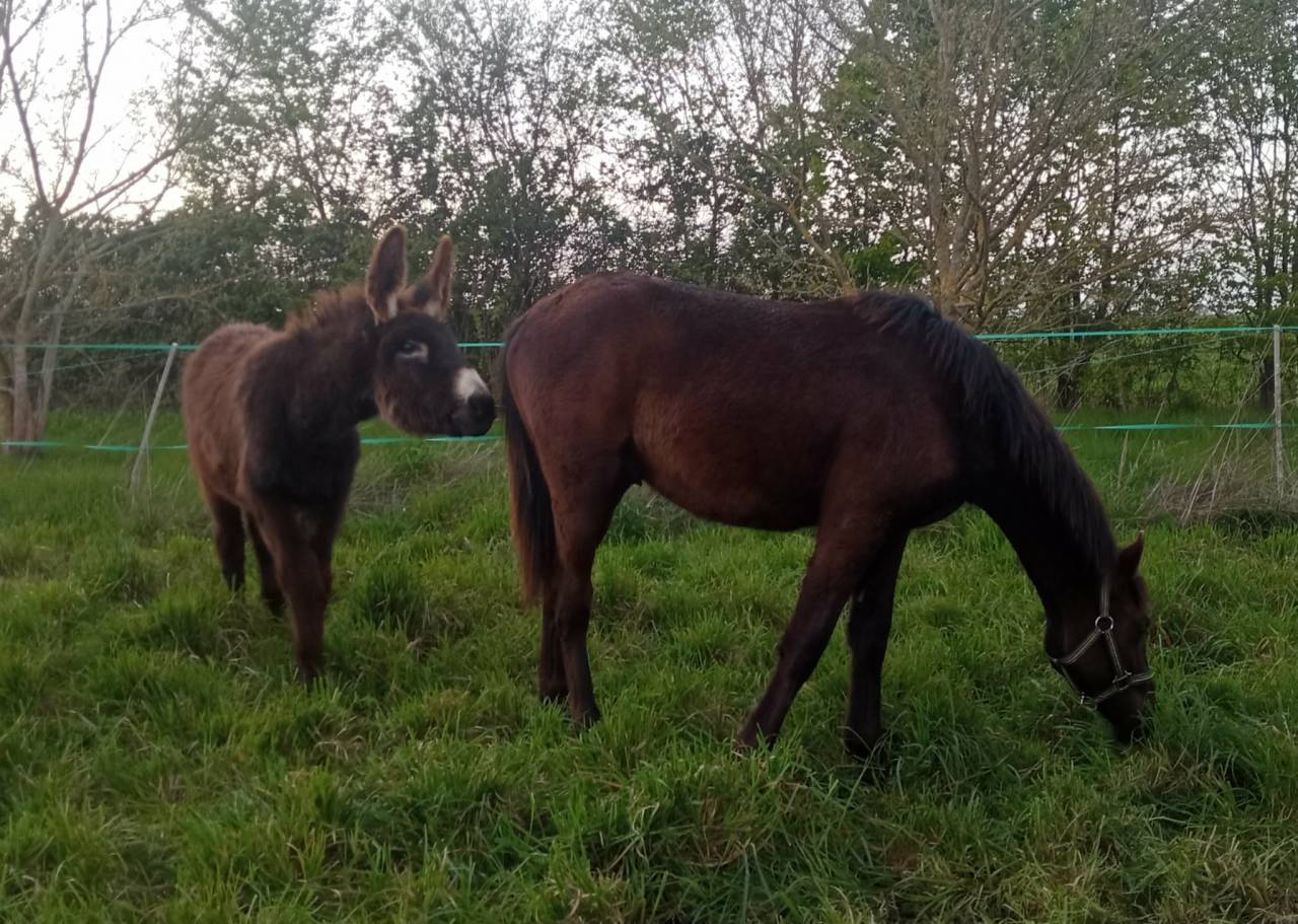 Poulain m&acirc;le OC Zangersheide / P.R.E. 2025