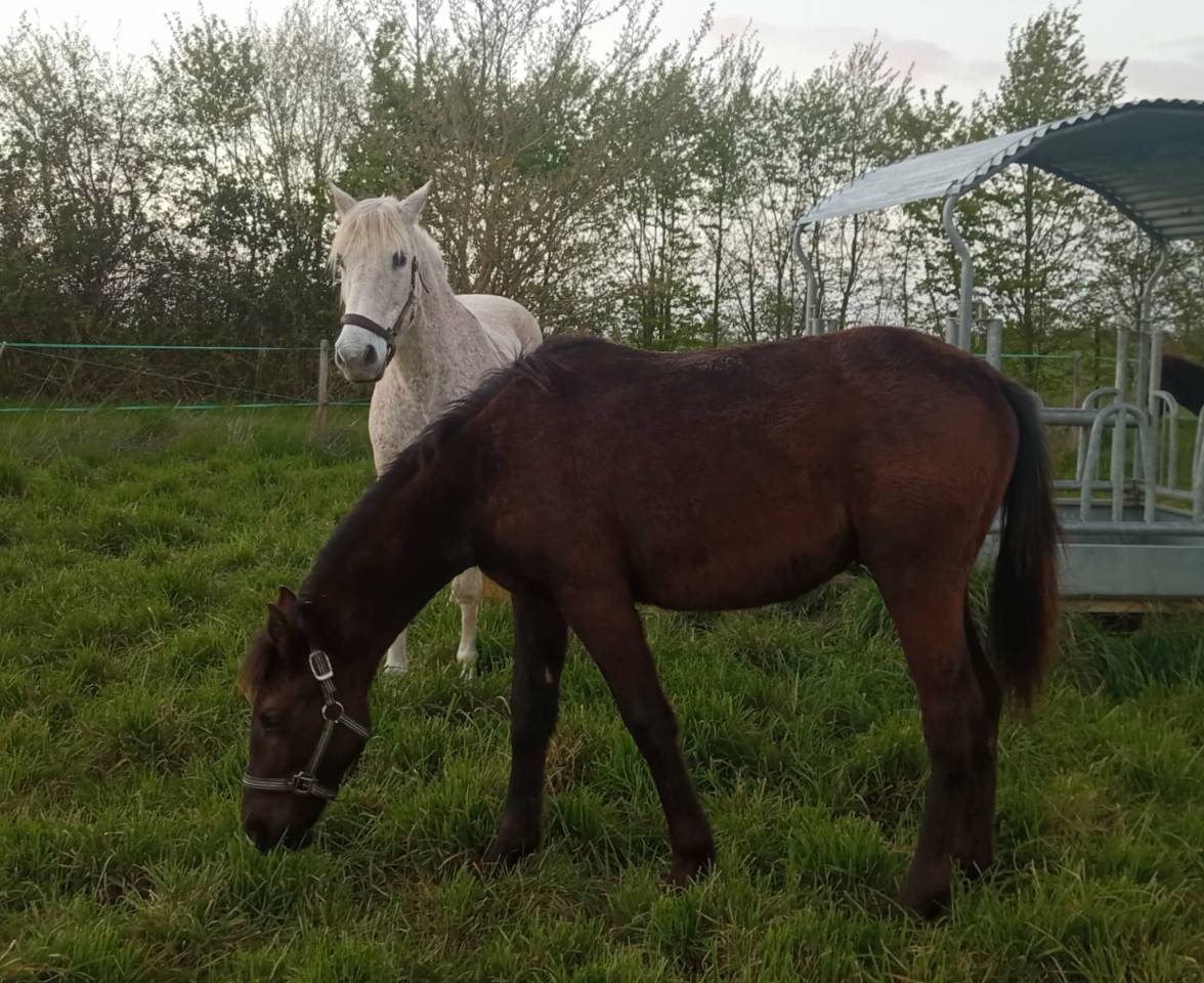 Poulain m&acirc;le OC Zangersheide / P.R.E. 2025