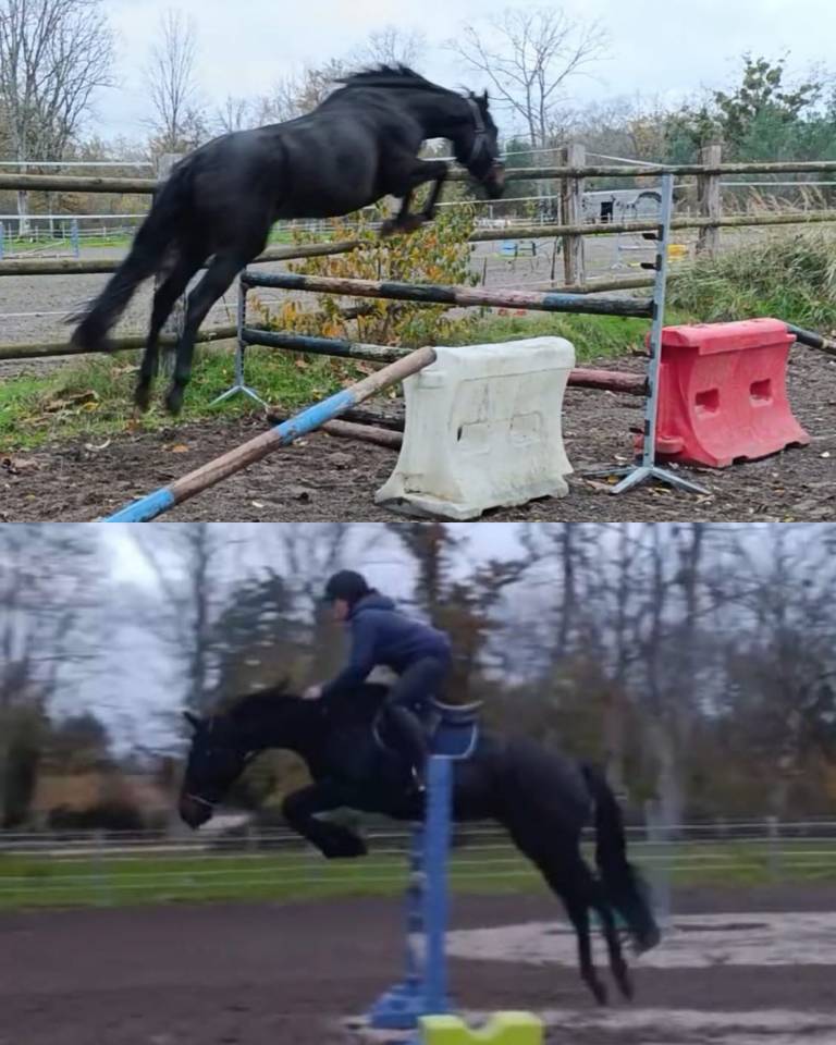 Jument AQPS de 7 ans &ndash; Polyvalente avec du potentiel