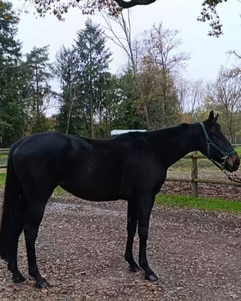 Jument AQPS de 7 ans &ndash; Polyvalente avec du potentiel