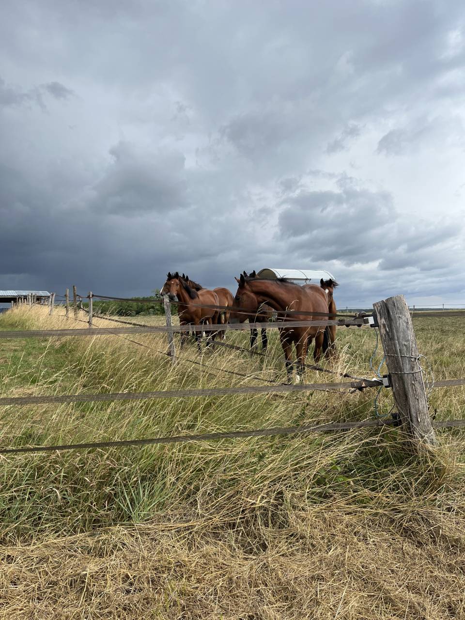 PROPRI&Eacute;T&Eacute; &Eacute;QUESTRE RARE -74 HECTARES - OUTIL PROFESSION