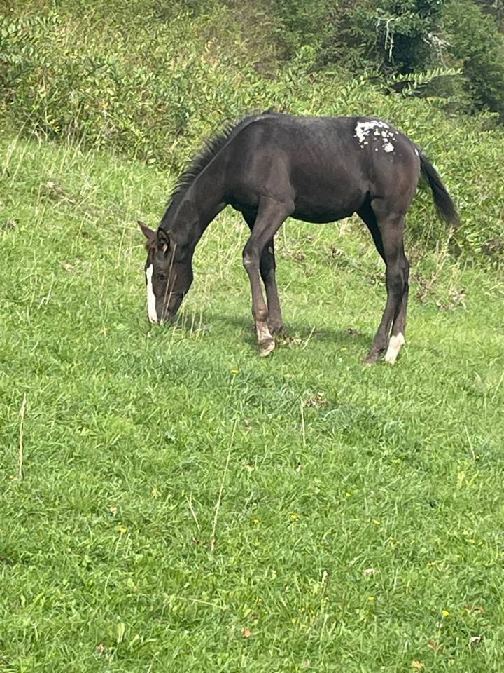 Little Moon Straw Rock - Pouliche Appaloosa