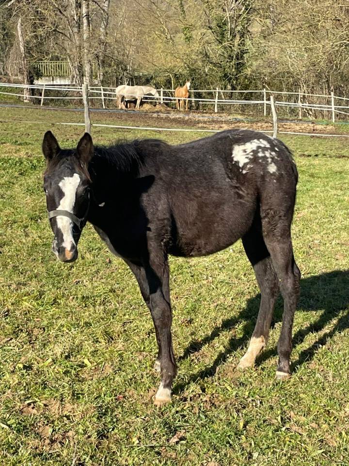 Little Moon Straw Rock - Pouliche Appaloosa