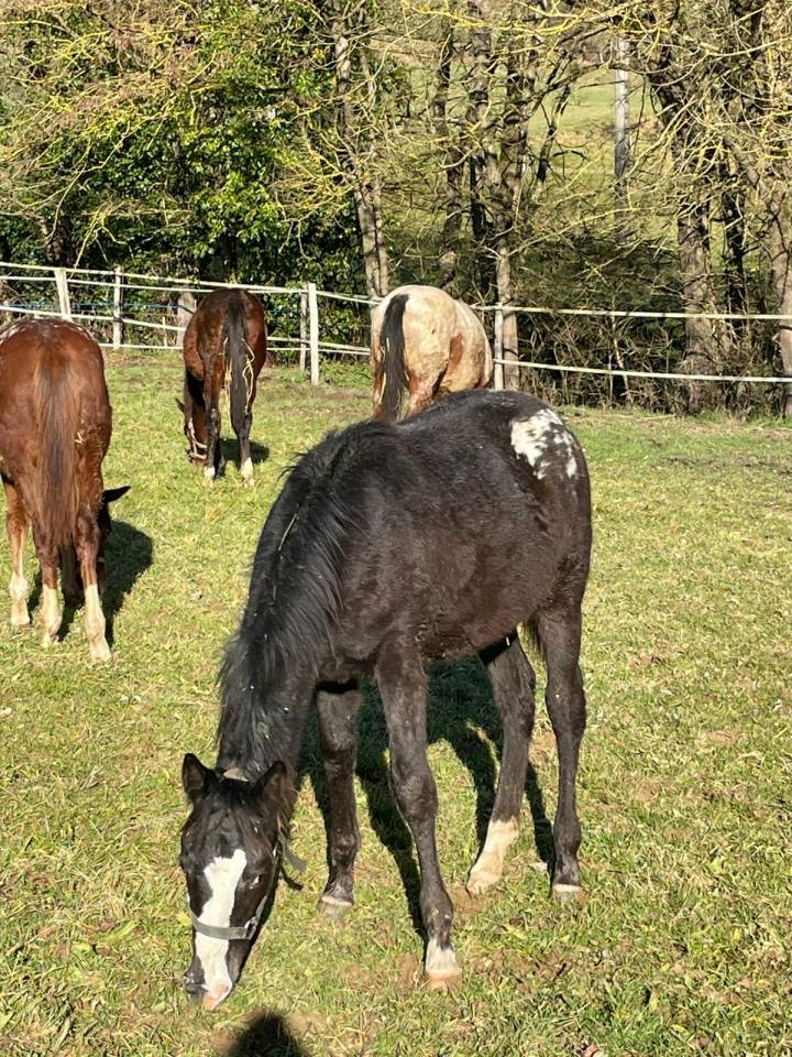Little Moon Straw Rock - Pouliche Appaloosa