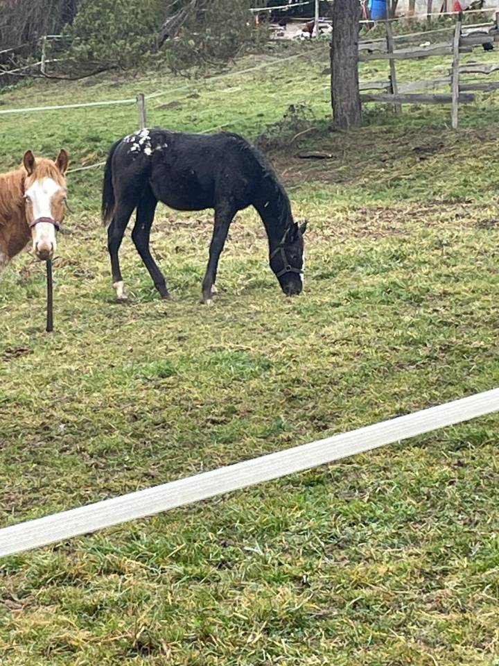 Little Moon Straw Rock - Pouliche Appaloosa