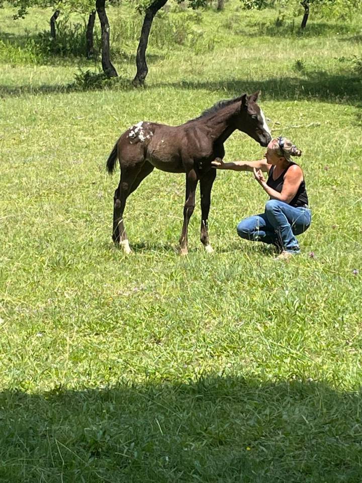 Little Moon Straw Rock - Pouliche Appaloosa