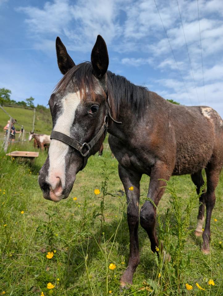 Little Moon Straw Rock - Pouliche Appaloosa