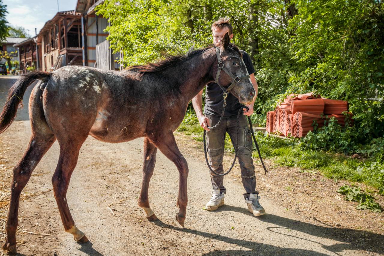 Little Moon Straw Rock - Pouliche Appaloosa