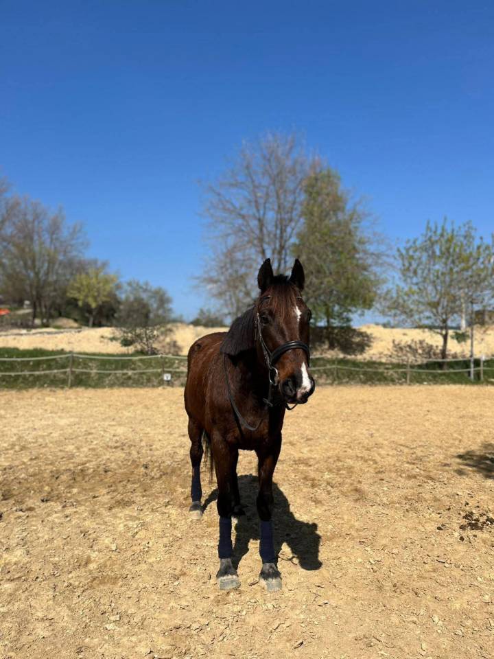 ? &Agrave; Vendre &ndash; Hardi Petit ?