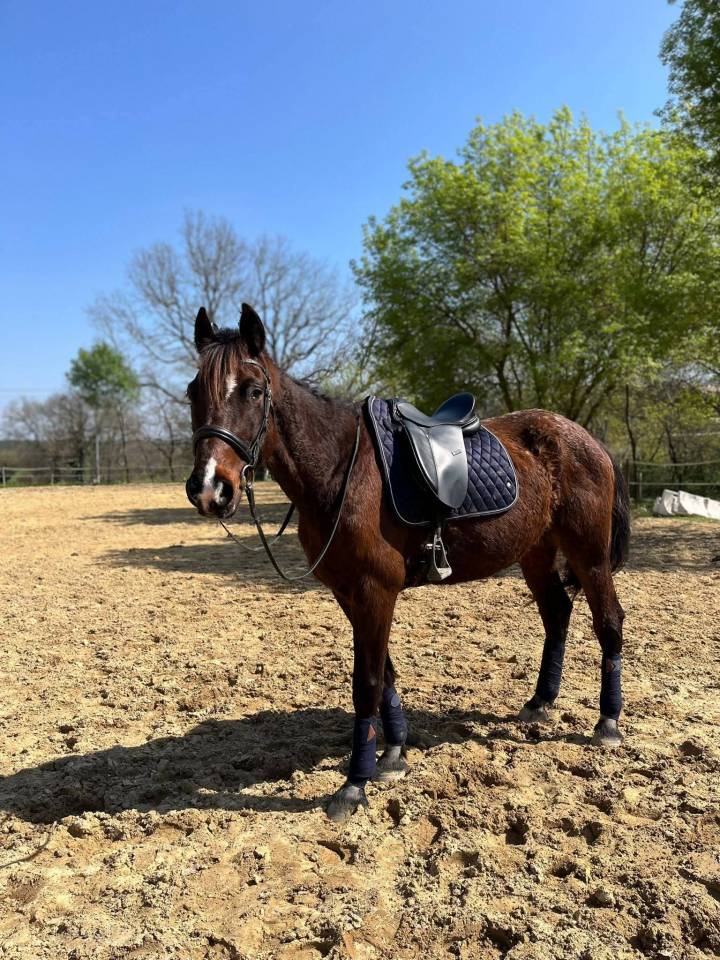 ? &Agrave; Vendre &ndash; Hardi Petit ?