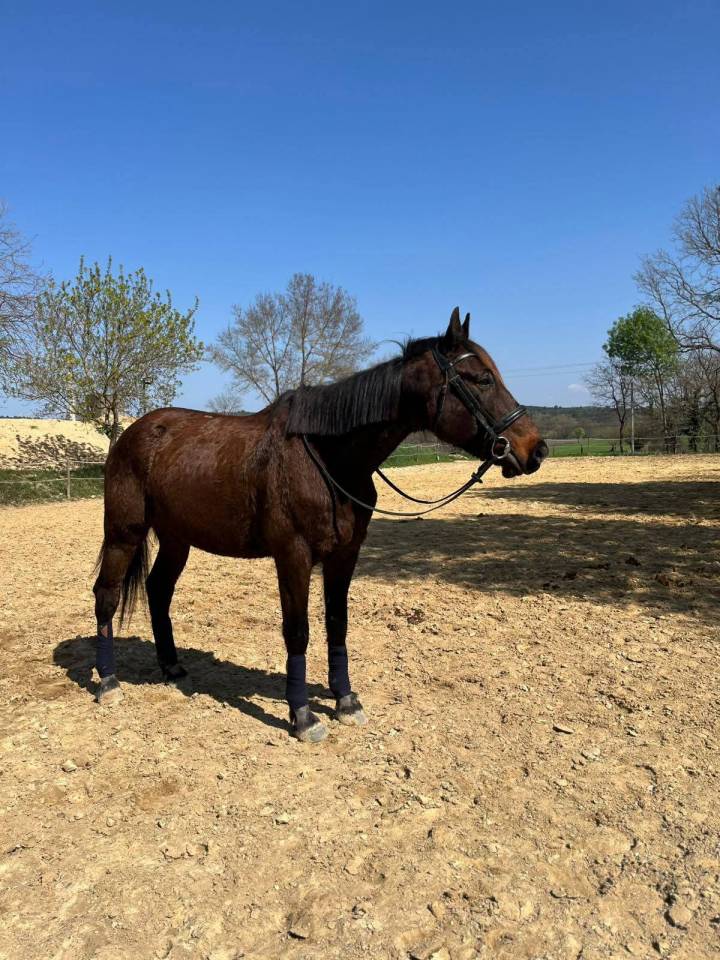 ? &Agrave; Vendre &ndash; Hardi Petit ?