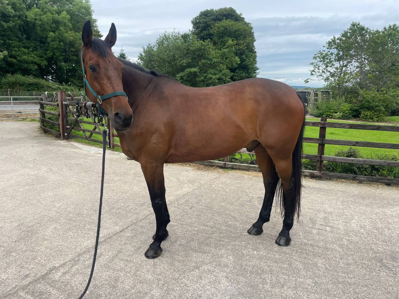 Magnifique hongre 10 ans 