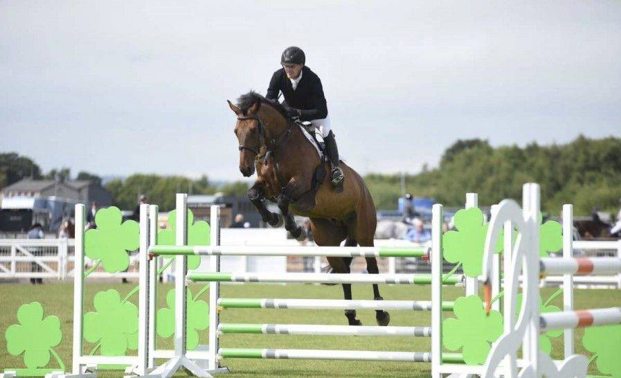 Magnifique hongre 10 ans 