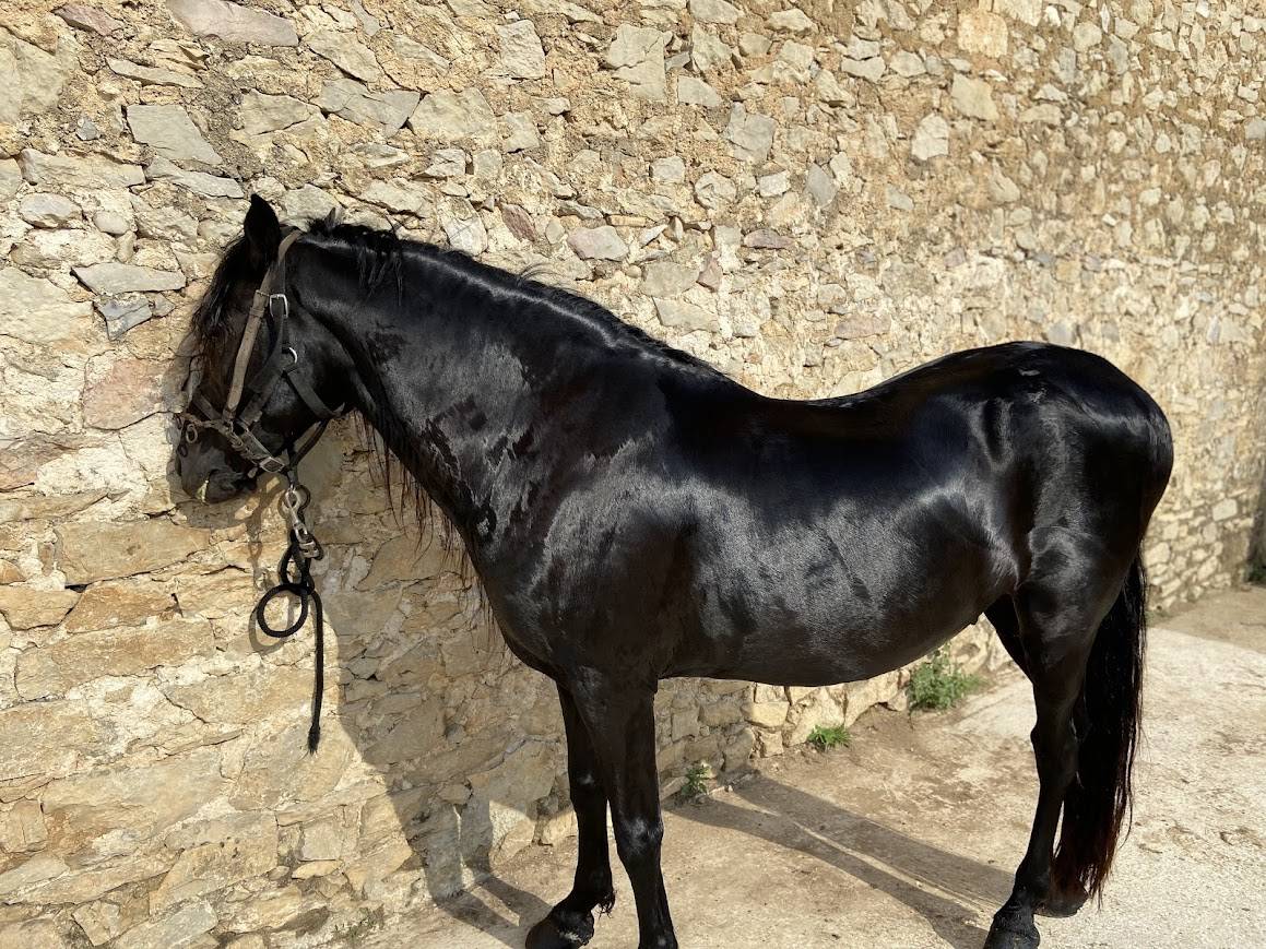 MINORQUIN HONGRE 15 ANS GENTIL POLYVALENT