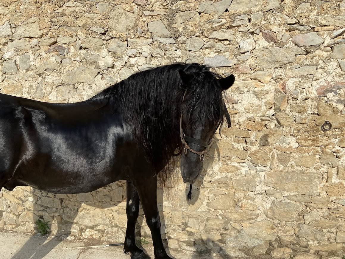 MINORQUIN HONGRE 15 ANS GENTIL POLYVALENT