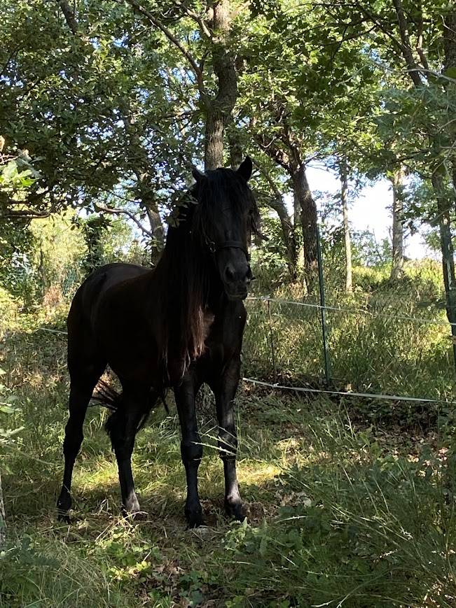 MINORQUIN HONGRE 15 ANS GENTIL POLYVALENT