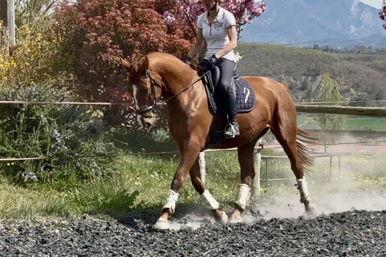 Jument SF polyvalente