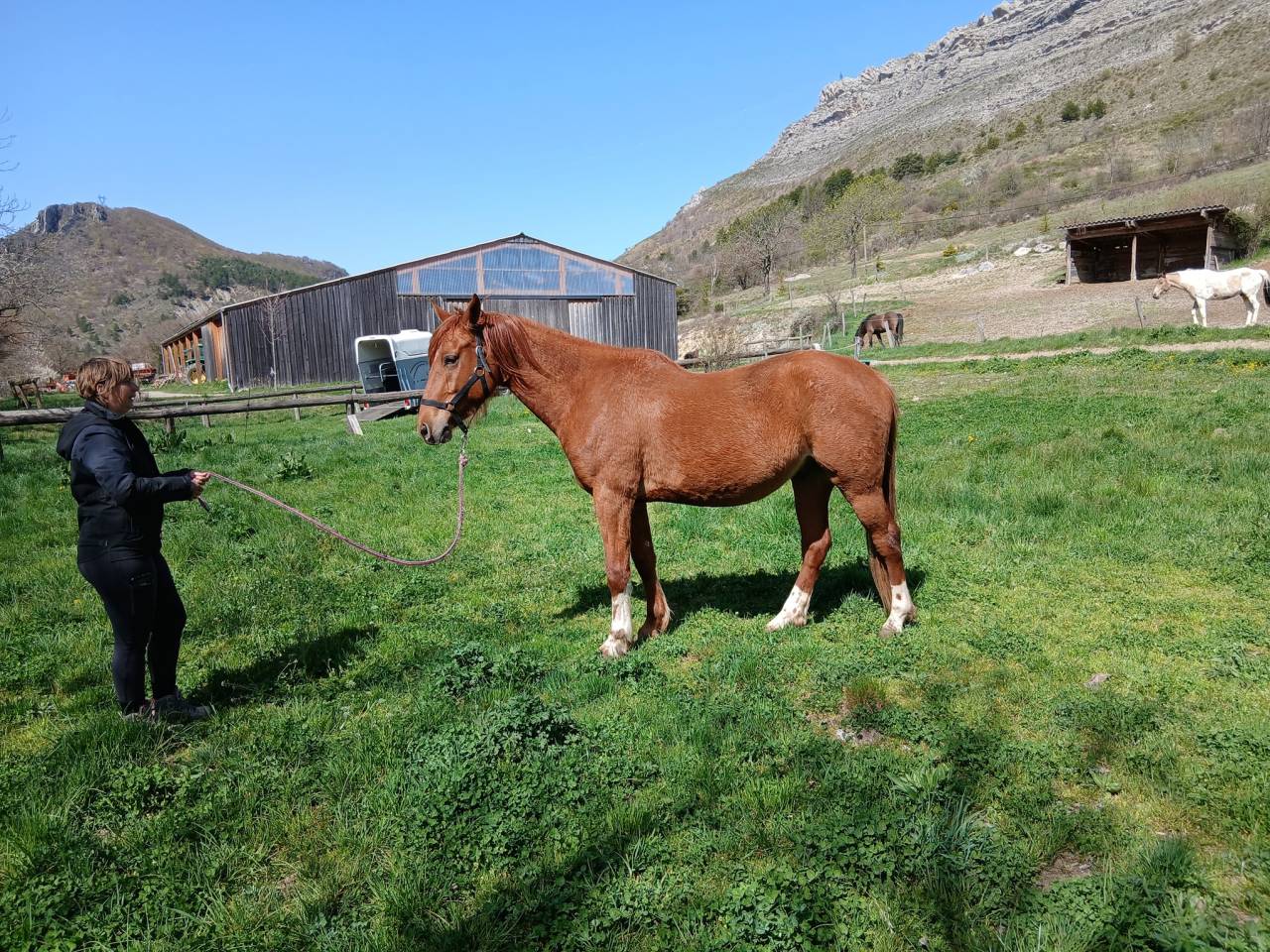 Jolie hongre typ&eacute; arabe 