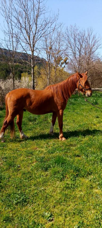 Jolie hongre typ&eacute; arabe 