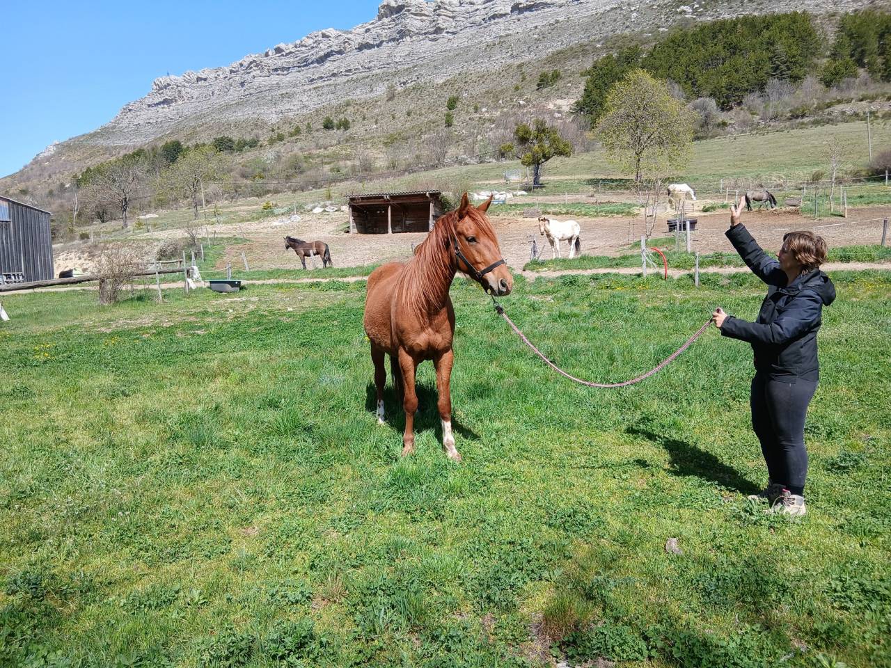 Jolie hongre typ&eacute; arabe 