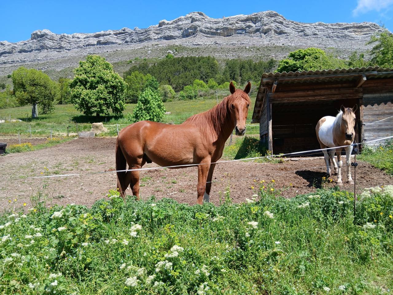 Jolie hongre typ&eacute; arabe 