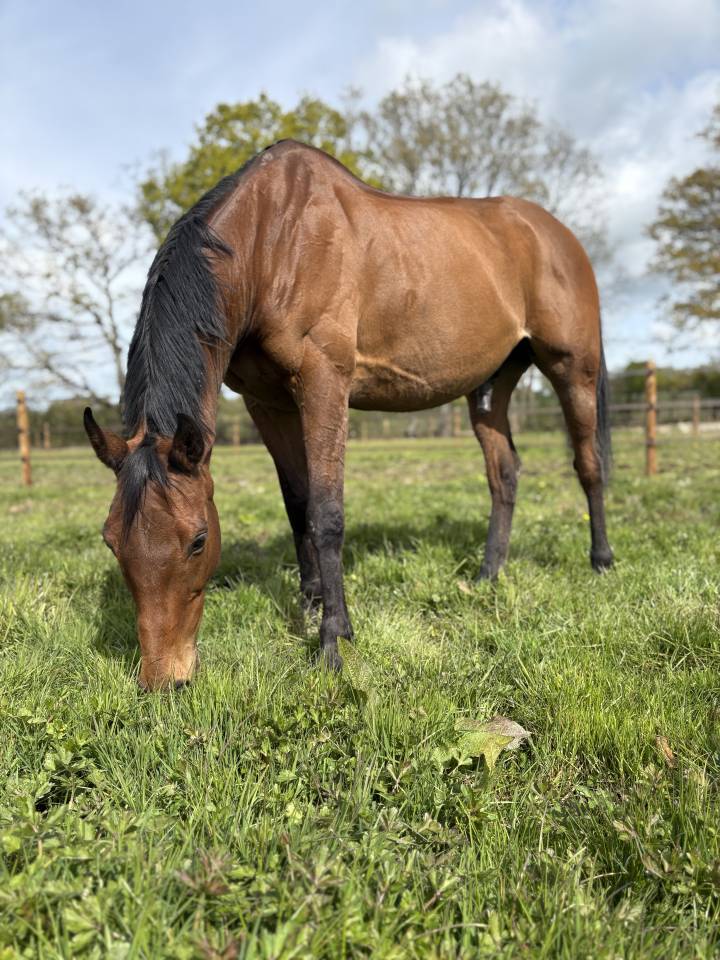 Cheval loisirs -comp&eacute;tition 