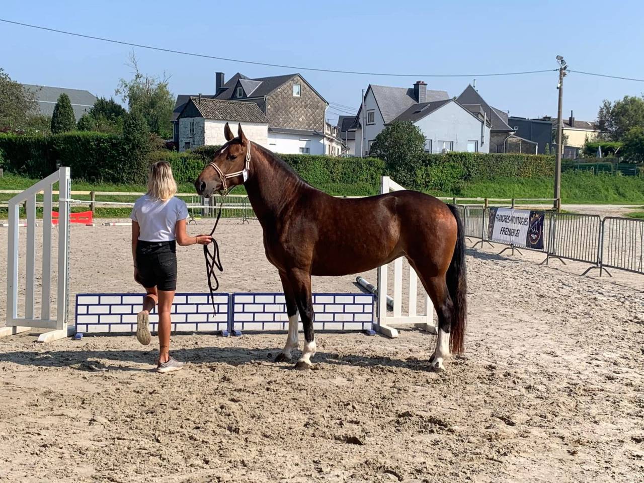 Jument franche montagne 