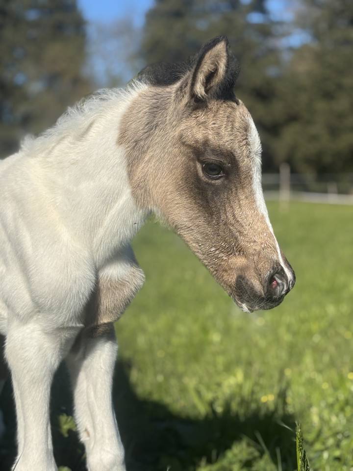 Pouliche pie Isabelle 