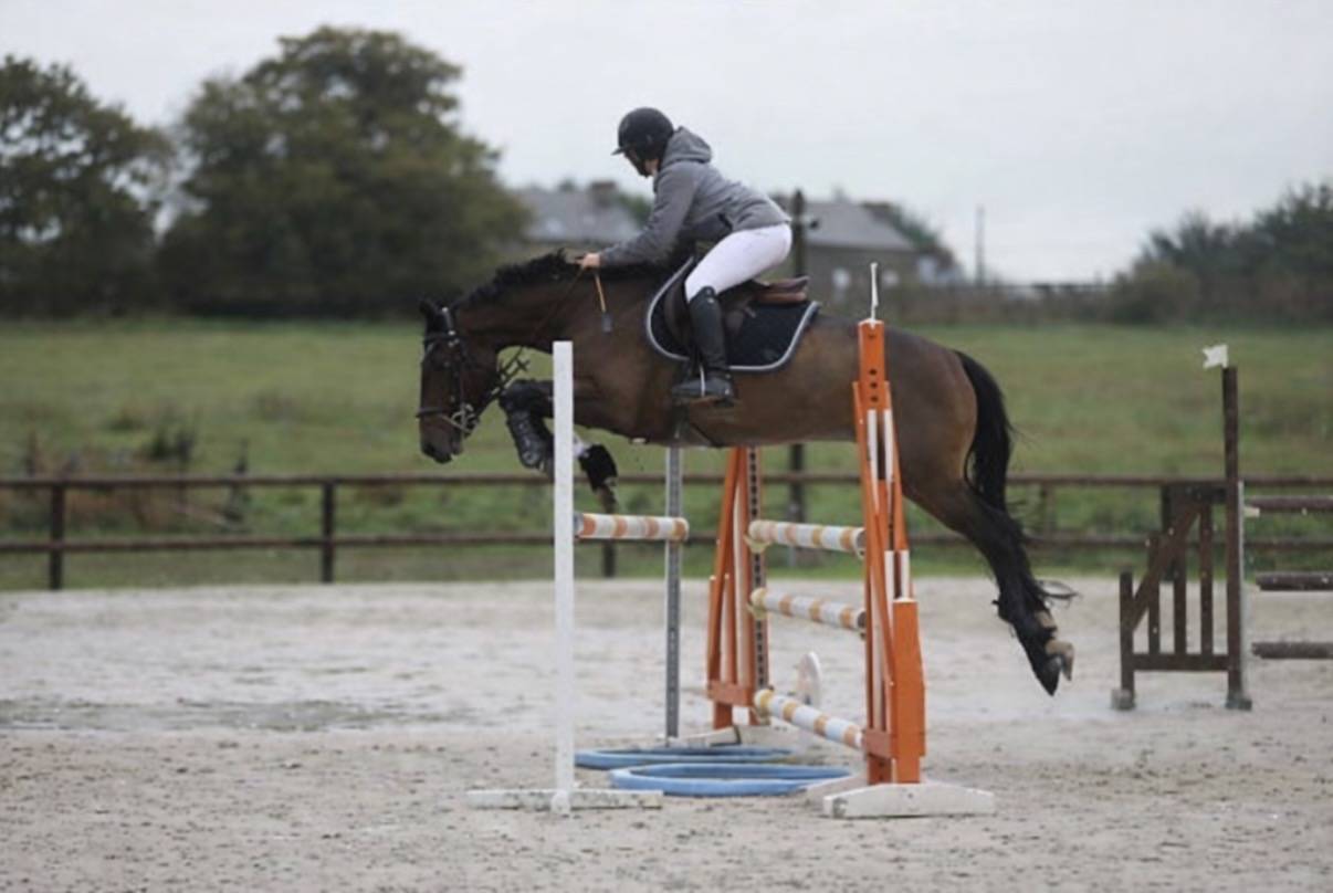 Poney Fran&ccedil;ais De Selle