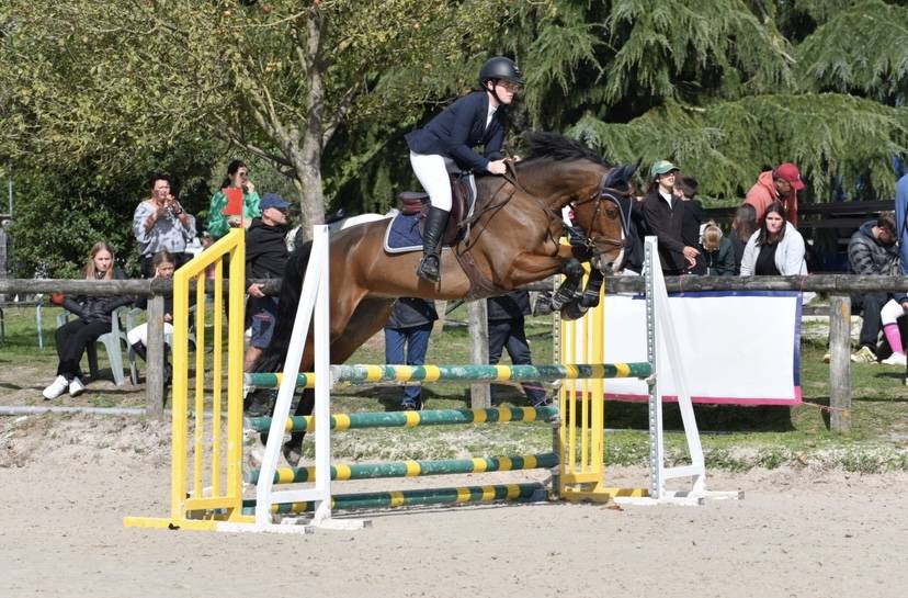 Poney Fran&ccedil;ais De Selle