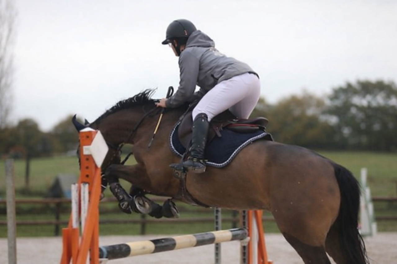 Poney Fran&ccedil;ais De Selle