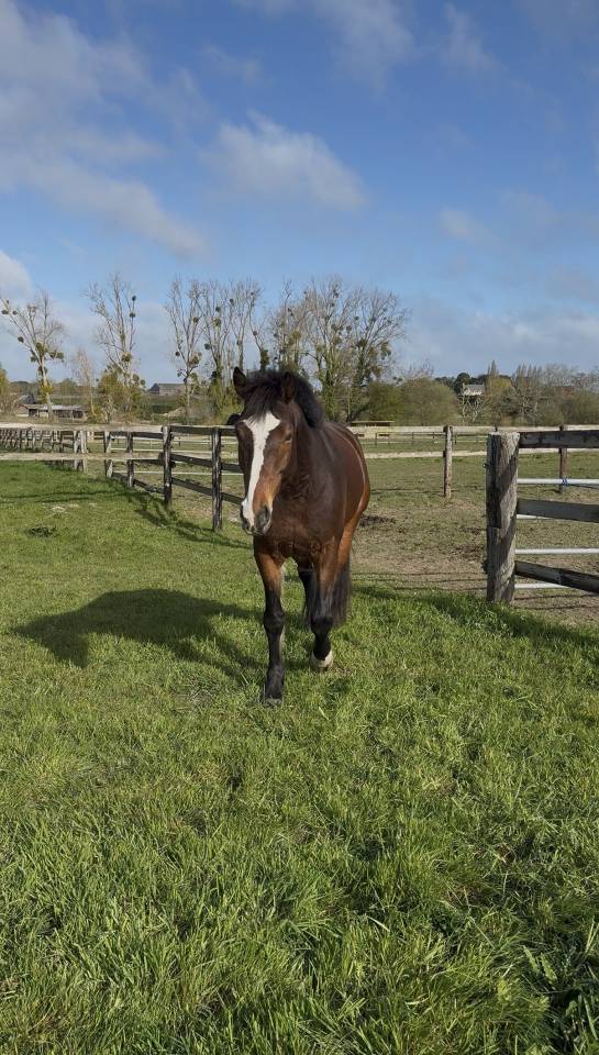 Poney Fran&ccedil;ais De Selle