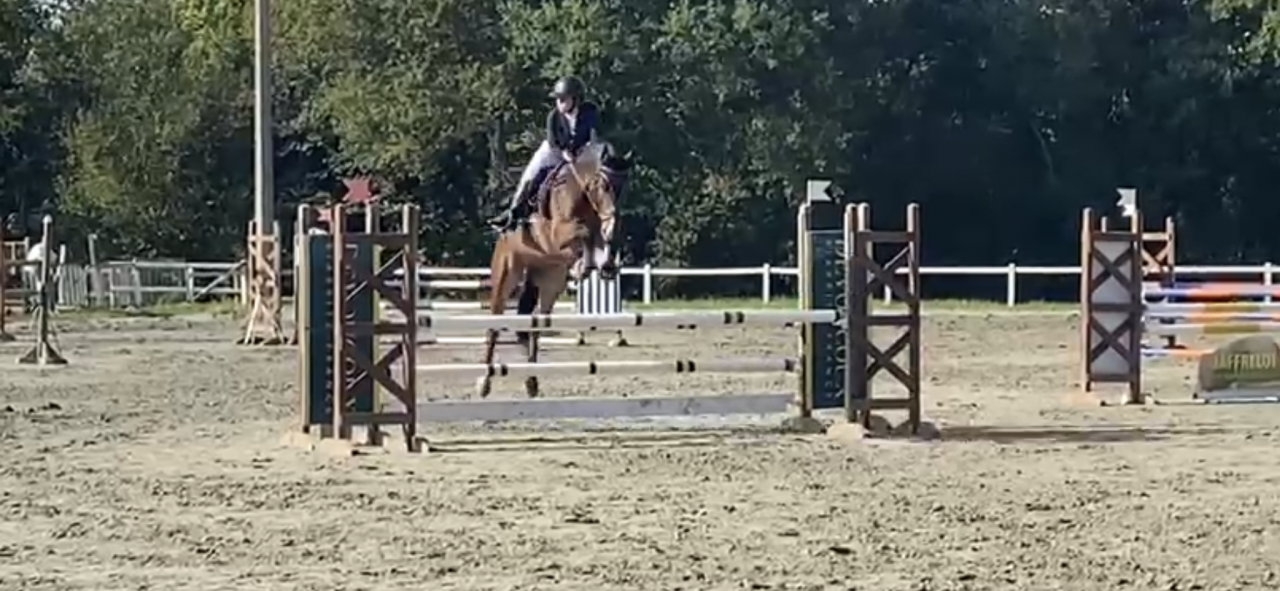 Poney Fran&ccedil;ais De Selle