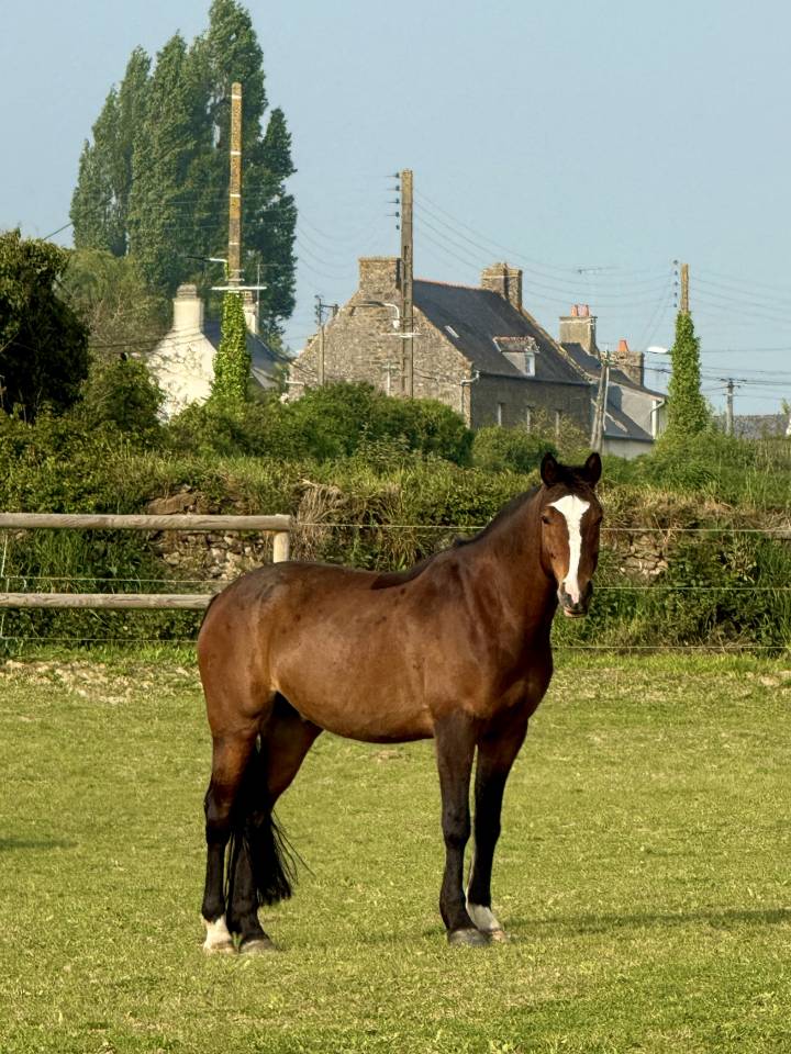 Poney Fran&ccedil;ais De Selle
